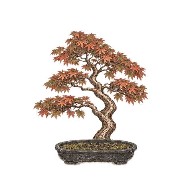 A fully grown momiji, a Japanese maple bonsai with red leaves.